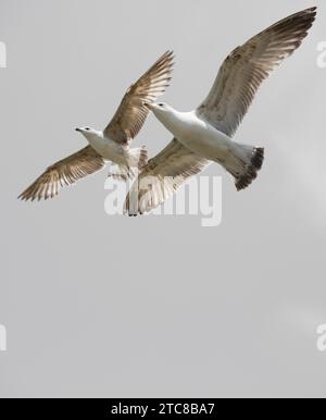 Gregge di gabbiani che pattina nel cielo Foto Stock