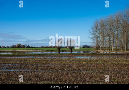 Raccolti campi agricoli dorati di mais sul cielo blu intorno a Imde, Meise, Belgio credito: Imago/Alamy Live News Foto Stock