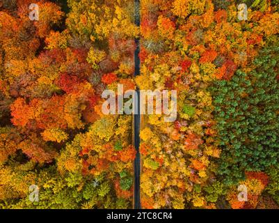 Splendido autunno nella foresta con foglie colorate e strade. Vista aerea della fauna selvatica. Foto Stock