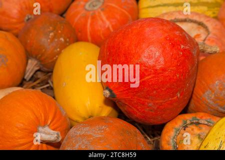 Le zucche (Cucurbita) (Cucurbitaceae) sono un genere di piante delle zucche. Sono coltivate cinque specie: Cucurbita argyrosperma, zucca siam Foto Stock