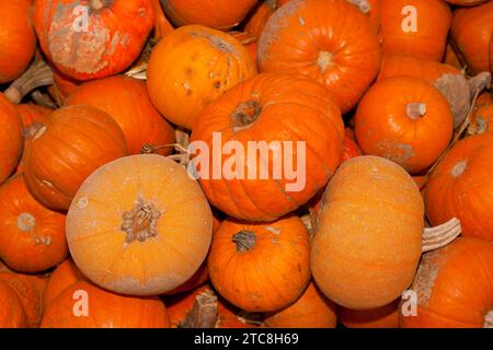 Le zucche (Cucurbita) (Cucurbitaceae) sono un genere di piante delle zucche. Sono coltivate cinque specie: Cucurbita argyrosperma, zucca siam Foto Stock