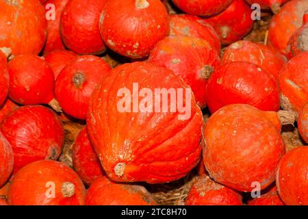 Le zucche (Cucurbita) (Cucurbitaceae) sono un genere di piante delle zucche. Sono coltivate cinque specie: Cucurbita argyrosperma, zucca siam Foto Stock