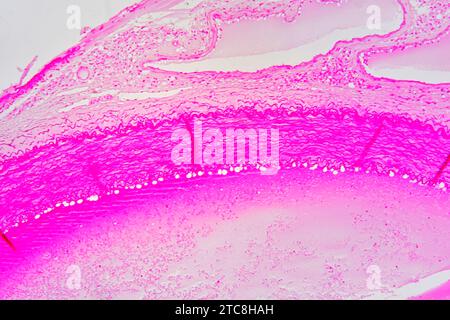 Dettaglio parete arteriolo (vaso sanguigno). Microscopio leggero X150 con larghezza di 10 cm. Foto Stock