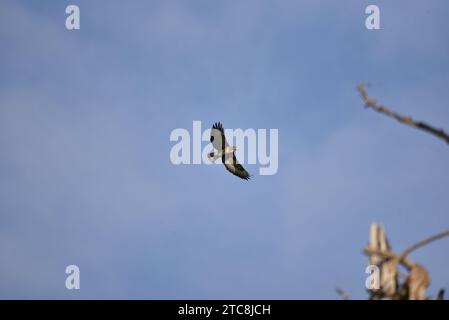 Buzzard comune (Buteo buteo) volando da sinistra a destra con le ali spalmate, segni illuminati dal sole sotto, preso contro un Blue Autumn Sky nel Galles centrale, Regno Unito Foto Stock
