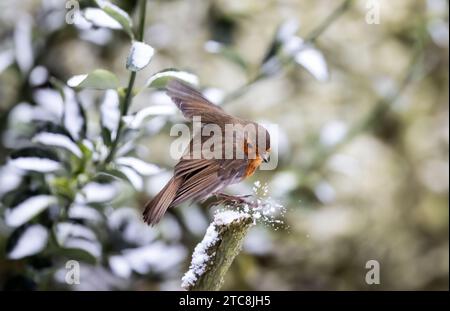 Un uccello europeo di robin arroccato sulla cima di un ramo di alberi innevati in un ambiente sereno all'aperto. Foto Stock