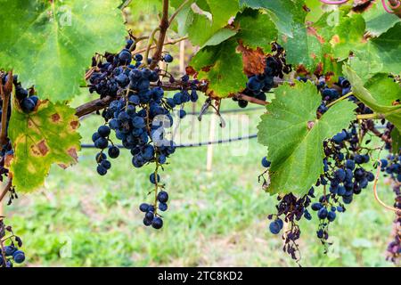 Viaggio in Georgia: Grappoli di uva nera matura in vigna a Kakheti il giorno d'autunno Foto Stock