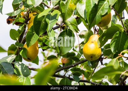 Viaggia in Georgia - frutti di pera gialli maturi su rami di pere nel frutteto di Kakheti nel soleggiato giorno autunnale Foto Stock