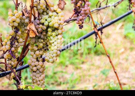 Viaggio in Georgia: Grappoli di uva verde matura in primo piano nel vigneto di Kakheti il giorno d'autunno Foto Stock