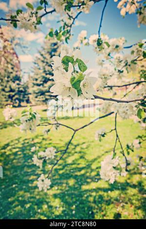 Guarda i rami in fiore dello stile instagram di appletree Foto Stock