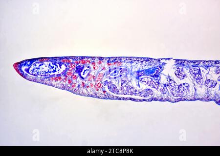 trematode del fegato di Lancet (Dicrocoelium dendriticum o Dicrocoelium lanceolatum), sezione longitudinale. Microscopio leggero X50 con larghezza di 10 cm. Foto Stock
