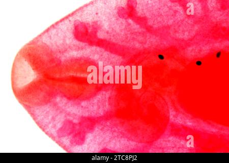Regione orale comune di fluke epatico (Fasciola hepatica o Distomum hepaticum). Microscopio leggero X50 con larghezza di 10 cm. Foto Stock