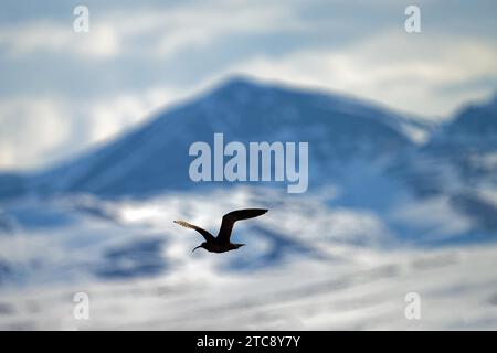 Whimbrel (Numenius phaeopus) in volo, dietro Richardson Mountains, territorio dello Yukon, Canada Foto Stock