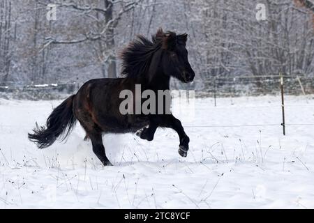 Cavallo islandese (Equus islandicus) galoppa sopra i pascoli invernali nella neve, gelding, Schleswig-Holstein, Germania, Europa Foto Stock