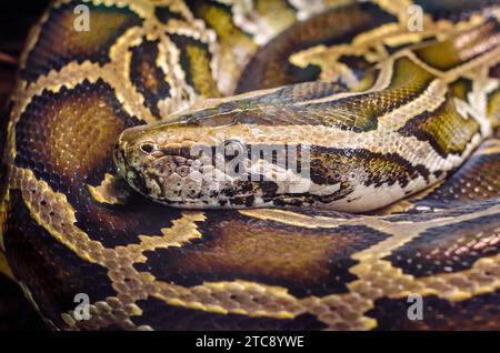 Testa e occhio grande serpente anaconda da primo piano Foto Stock