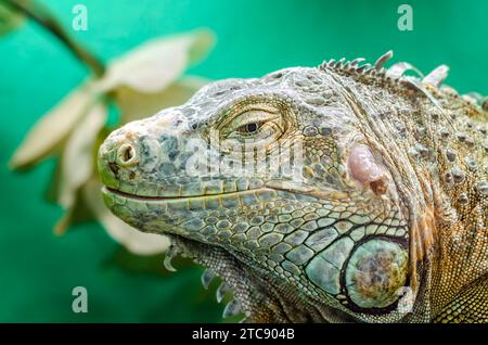 Grande iguana su sfondo verde per un ritratto ravvicinato Foto Stock