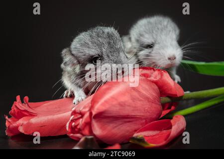 Due chinchillas neonati con boccioli di tulipano rossi su sfondo scuro Foto Stock