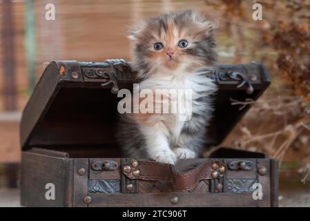 Piega scozzese tricolore con gattino all'interno del torace decorativo su sfondo rustico Foto Stock