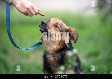 Regalati ai cani che danno da mangiare a un cane mongrel al guinzaglio nel parco all'aperto Foto Stock