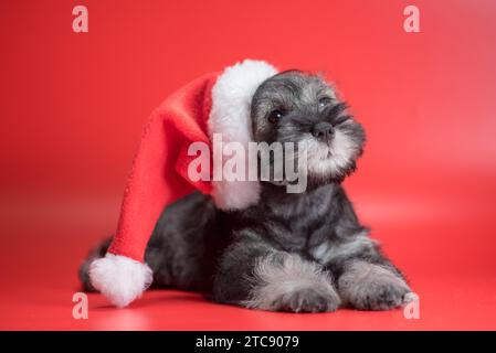 Natale e Capodanno in miniatura Schnauzer cucciolo in un cappello Santa si trova su uno sfondo rosso Foto Stock