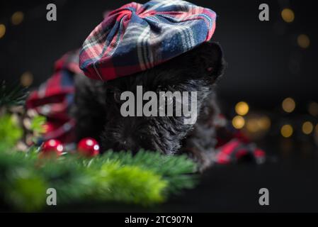 Cucciolo di scotch terrier purosangue in un berretto scozzese con luci natalizie e un albero di Natale su sfondo nero Foto Stock