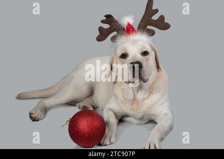 labrador di Capodanno con decorazioni a forma di corna di cervo e cappelli di Babbo Natale Foto Stock