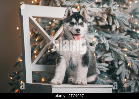 Il cucciolo husky nero e bianco è adagiato su una sedia di legno bianco sullo sfondo di un albero di Natale con luci festive Foto Stock