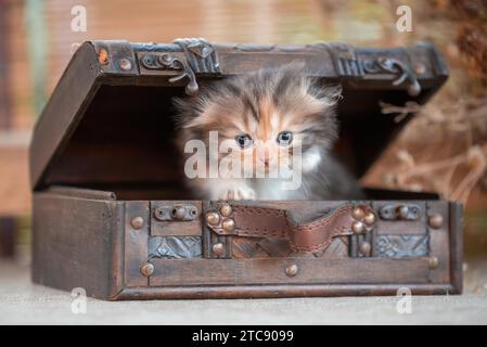 Piega scozzese tricolore con gattino all'interno del torace decorativo su sfondo rustico Foto Stock