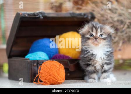 Divertente gattino tricolore scozzese a pieghe vicino al torace decorativo con palle di lana multicolore su sfondo rustico Foto Stock