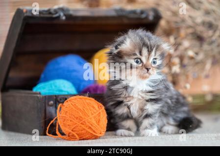 Grazioso gattino tricolore scozzese a pieghe vicino al torace decorativo con palle di lana multicolore su sfondo rustico Foto Stock