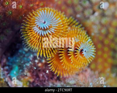 Verme giallo dell'albero di Natale (Spirobranchus giganteus), sito di immersione John Pennekamp Coral Reef State Park, Key largo, Florida Keys, Florida, USA, nord Foto Stock