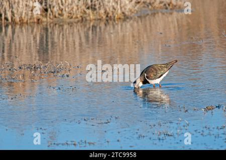 Il risveglio settentrionale (Vanellus vanellus) si nutre in acqua. Foto Stock