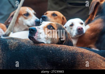 Helstons Annual Boxing Day Hunt incontrò i sabotatori anti-caccia durante la Cury Hunt che si svolge ogni anno. Foto Stock