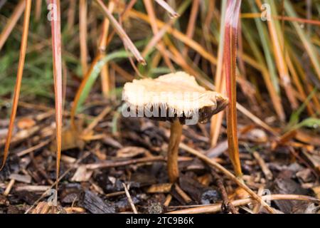 Concetti di funghi del nord-ovest del pacifico selvaggio. Foto Stock