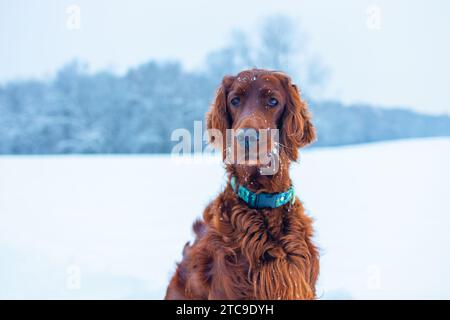 Cane irlandese Setter attivo durante le passeggiate innevate, divertendosi nel parco invernale durante le belle giornate invernali. Foto Stock