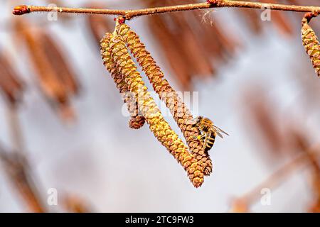 Api da miele che raccolgono il polline da una betulla in primavera. Nocciolo comune, genere Corylus. Foto Stock