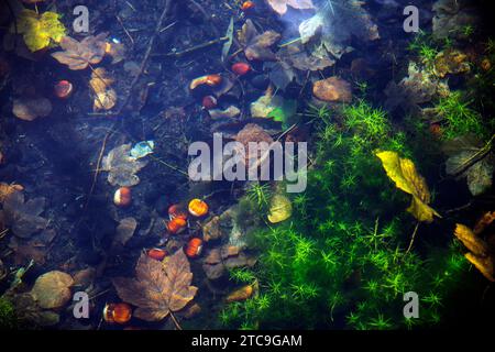 Natura morta immersa sott'acqua con piante verdi, ciottoli, foglie e castagne Foto Stock