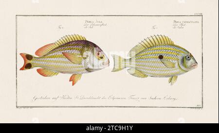 Illustrazione di pesci d'epoca creata durante il XVIII secolo. Squisito e colorato piatto zoologico estratto da un vecchio libro di ittiologia tedesco. Foto Stock