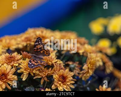 Una bellissima farfalla arroccata su un fiore vibrante, circondata da uno sfondo di fiori gialli Foto Stock