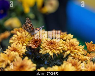 Un macro shot di una farfalla appollaiata su una vivace esposizione floreale in un ambiente all'aperto lussureggiante Foto Stock