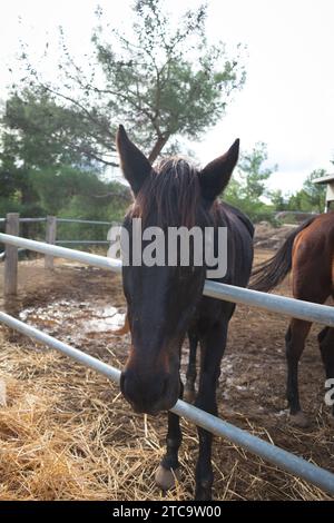 Due cavalli bruni che pascolano felicemente sul fieno, visibili attraverso una recinzione metallica in un ambiente rurale Foto Stock