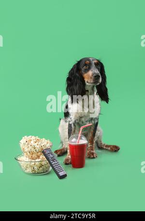 Simpatico cane cocker spaniel con ciotole di popcorn, bibite gassate e telecomando TV seduto su sfondo verde Foto Stock