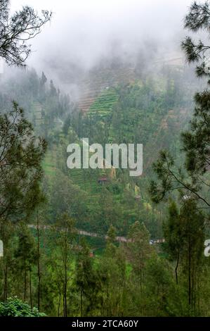 Vista sulla collina verso il Monte Bromo Pasuruan Foto Stock