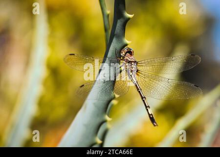 Libellula Foto Stock