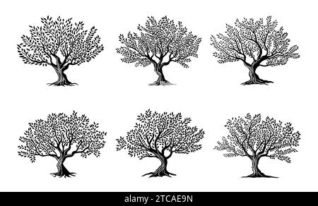 Icone di silhouette isolate per alberi di olivo, etichette vettoriali per confezioni di prodotti alimentari biologici. Olivo con foglie emblemi e silhouette segni della natura pianta per olio extravergine di oliva biologico Illustrazione Vettoriale