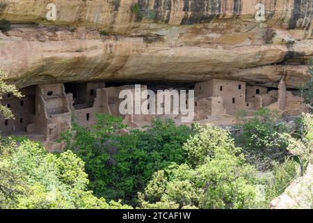 Spruce Tree House al Mesa Verde National Park in Colorado, USA Foto Stock