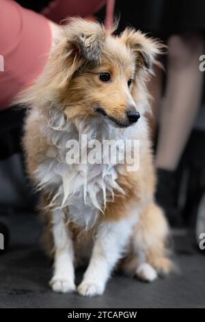 Cane da pastore marrone e bianco delle Shetland Foto Stock