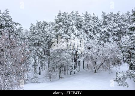 paesaggio invernale. foresta innevata in un giorno nebbia invernale. vista aerea. Foto Stock