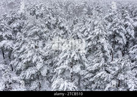 abeti innevati nella foresta invernale. foresta innevata bianca. foto aerea. Foto Stock