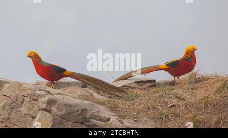 Maschio Golden Pheasants Foto Stock