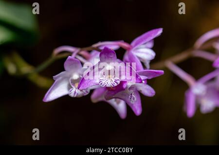 Immagine macro di fiori di orchidea viola dendrobium kingianum che mostrano dettagli come pistole con sfondo balck Foto Stock